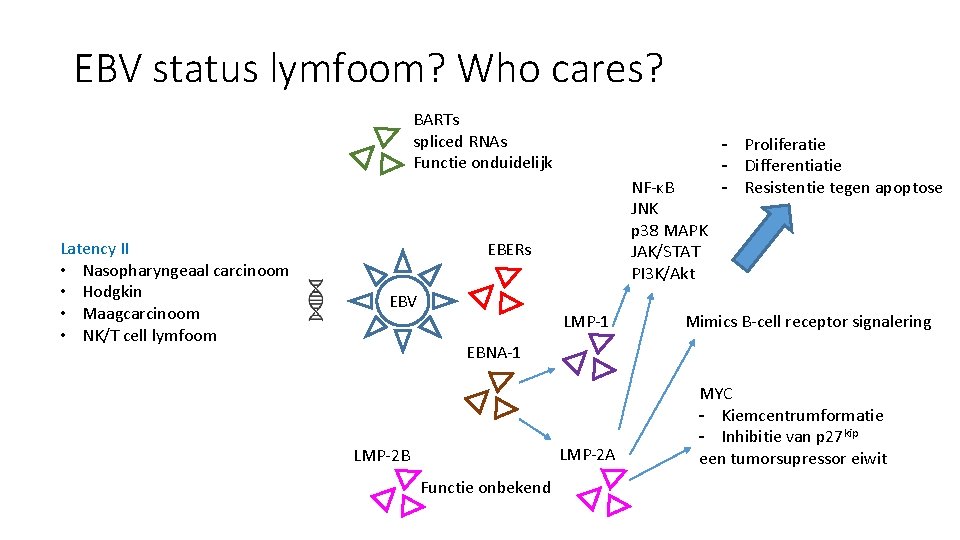 EBV status lymfoom? Who cares? BARTs spliced RNAs Functie onduidelijk Latency II • Nasopharyngeaal