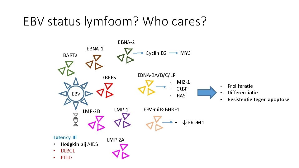 EBV status lymfoom? Who cares? BARTs EBNA-2 EBNA-1 Cyclin D 2 EBERs EBV LMP-2
