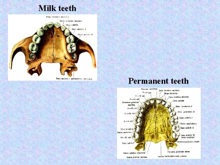 Milk teeth Permanent teeth 