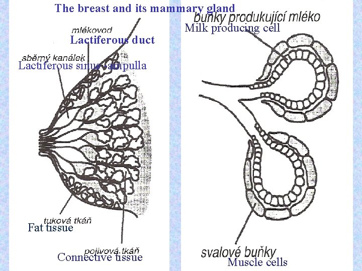 The breast and its mammary gland Lactiferous duct Milk producing cell Lactiferous sinus -ampulla