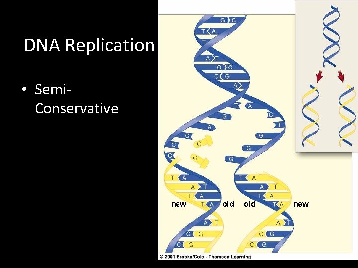 DNA Replication • Semi. Conservative new old new 