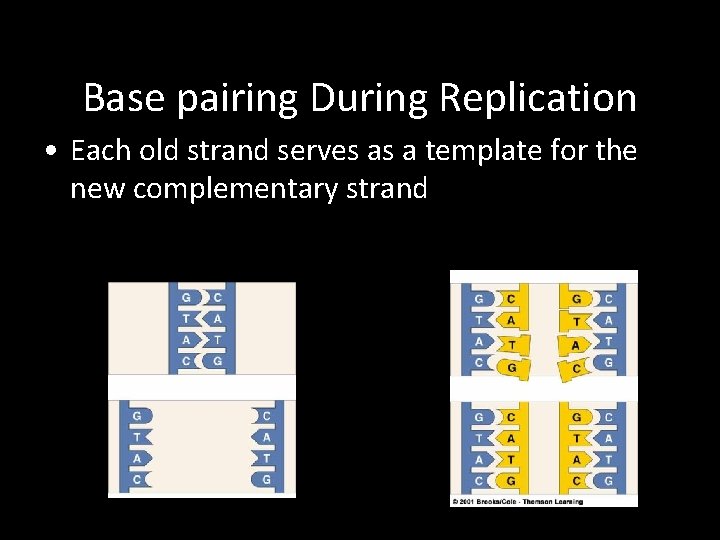 Base pairing During Replication • Each old strand serves as a template for the