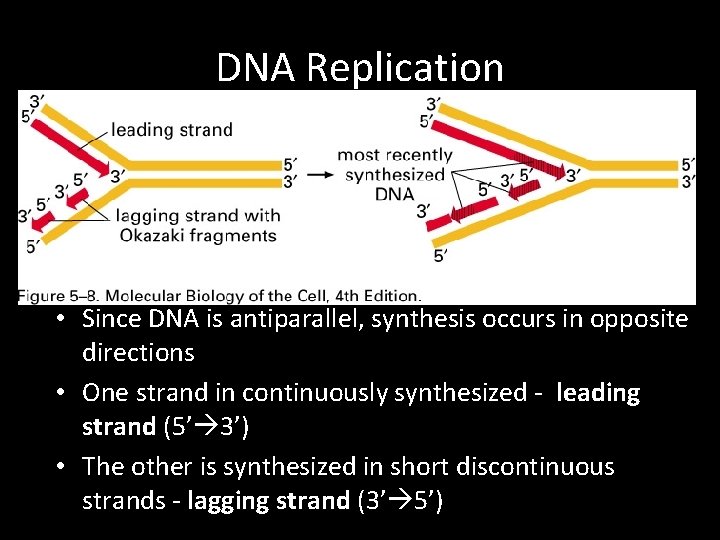 DNA Replication • Since DNA is antiparallel, synthesis occurs in opposite directions • One