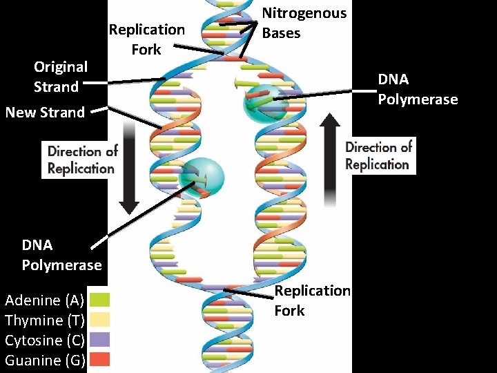 Original Strand Replication Fork Nitrogenous Bases DNA Polymerase New Strand DNA Polymerase Adenine (A)