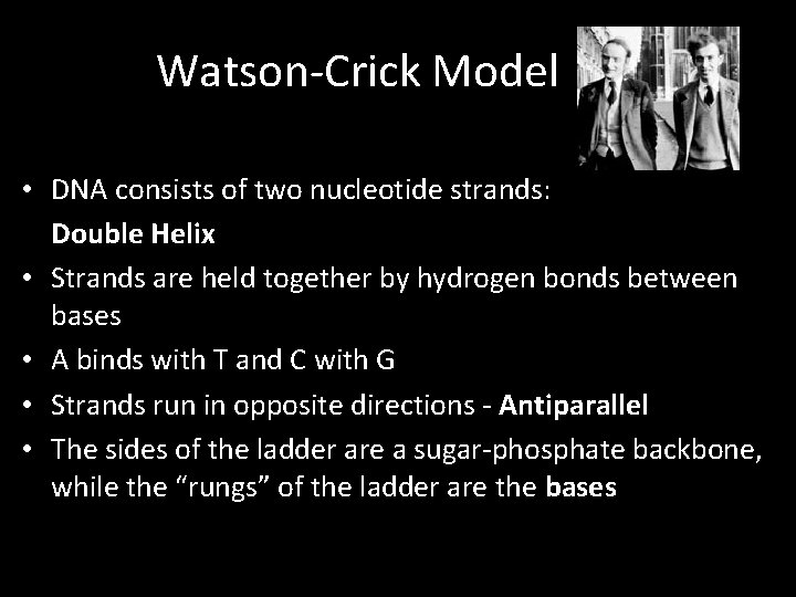 Watson-Crick Model • DNA consists of two nucleotide strands: Double Helix • Strands are