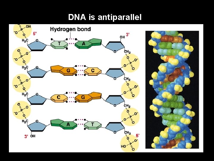 DNA is antiparallel 