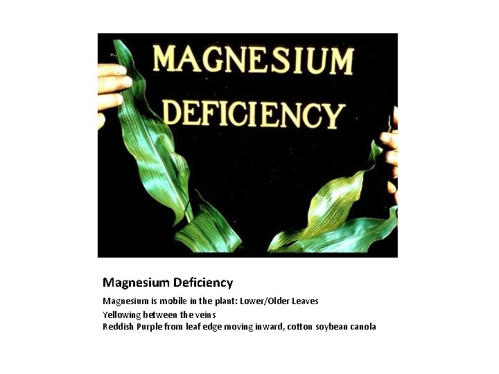 Magnesium Deficiency Magnesium is mobile in the plant: Lower/Older Leaves Yellowing between the veins