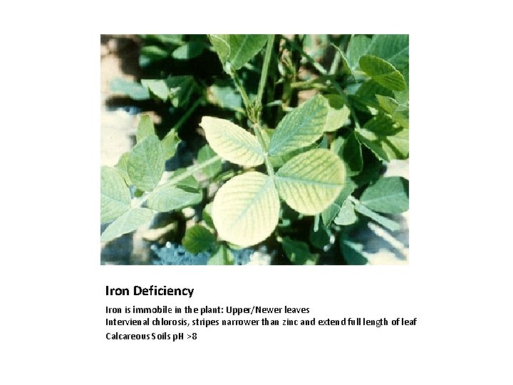 Iron Deficiency Iron is immobile in the plant: Upper/Newer leaves Intervienal chlorosis, stripes narrower