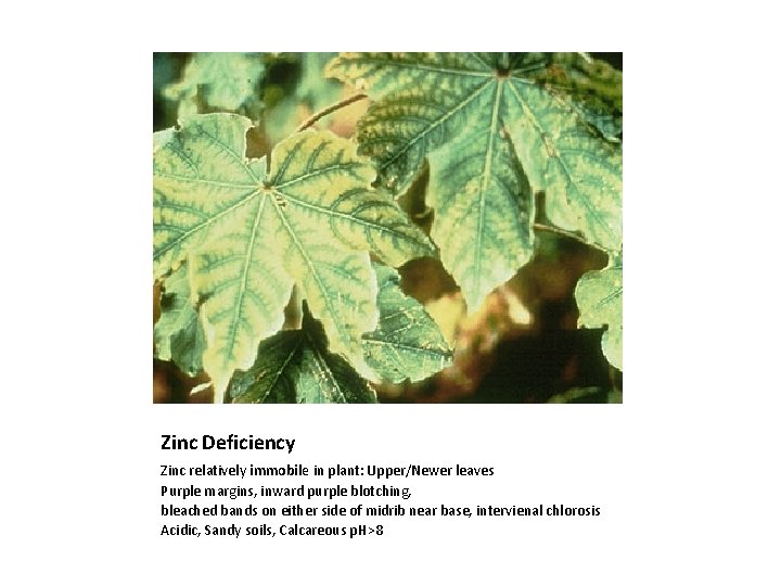 Zinc Deficiency Zinc relatively immobile in plant: Upper/Newer leaves Purple margins, inward purple blotching,