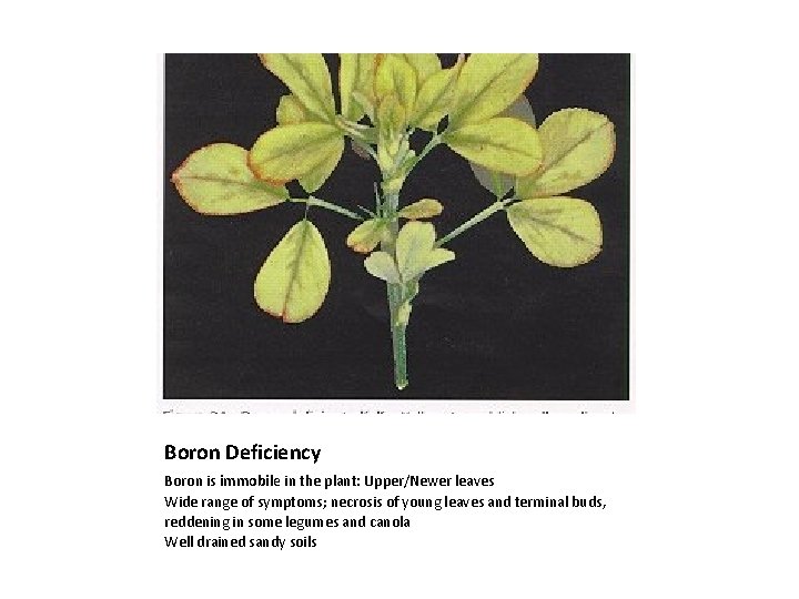 Boron Deficiency Boron is immobile in the plant: Upper/Newer leaves Wide range of symptoms;