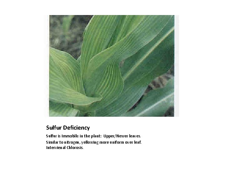 Sulfur Deficiency Sulfur is Immobile in the plant: Upper/Newer leaves. Similar to nitrogen, yellowing