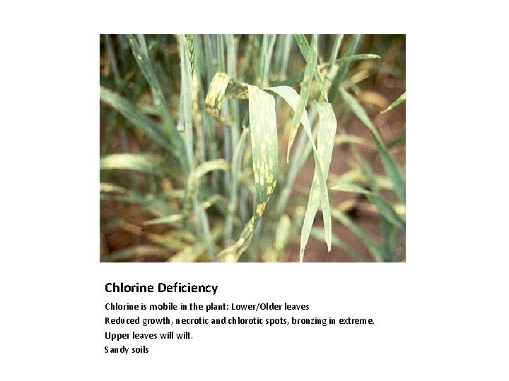 Chlorine Deficiency Chlorine is mobile in the plant: Lower/Older leaves Reduced growth, necrotic and