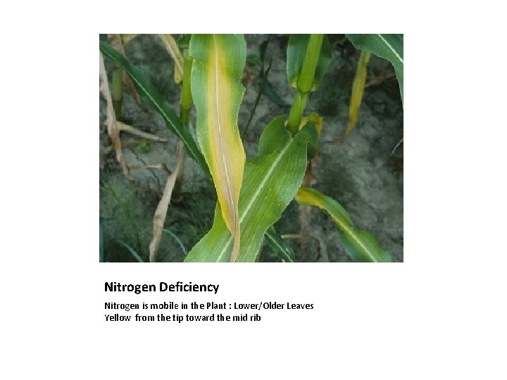 Nitrogen Deficiency Nitrogen is mobile in the Plant : Lower/Older Leaves Yellow from the