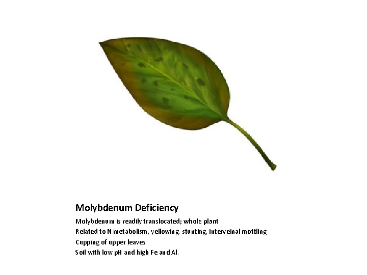 Molybdenum Deficiency Molybdenum is readily translocated; whole plant Related to N metabolism, yellowing, stunting,