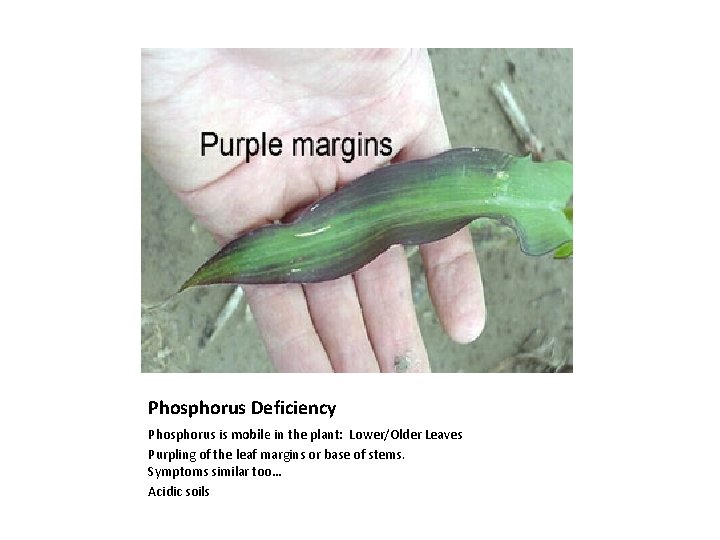 Phosphorus Deficiency Phosphorus is mobile in the plant: Lower/Older Leaves Purpling of the leaf