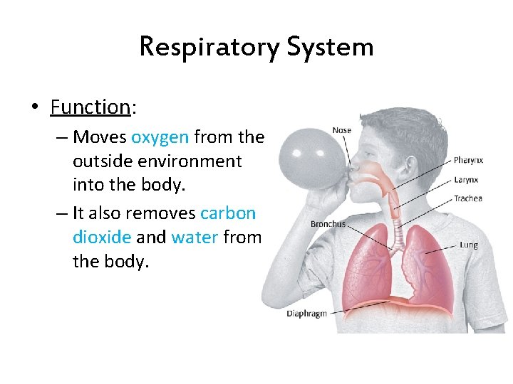 Respiratory System • Function: – Moves oxygen from the outside environment into the body. Respiratory System • Function: – Moves oxygen from the outside environment into the body.