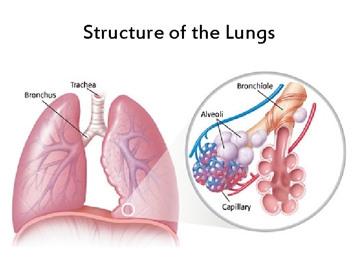 Structure of the Lungs Structure of the Lungs