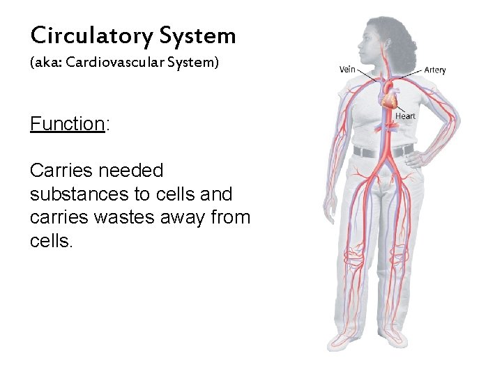 Circulatory System (aka: Cardiovascular System) Function: Carries needed substances to cells and carries wastes Circulatory System (aka: Cardiovascular System) Function: Carries needed substances to cells and carries wastes