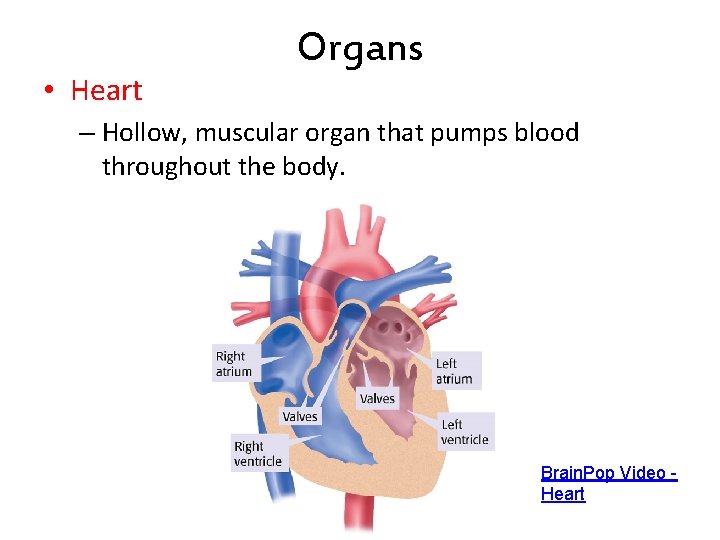 • Heart Organs – Hollow, muscular organ that pumps blood throughout the body. • Heart Organs – Hollow, muscular organ that pumps blood throughout the body.