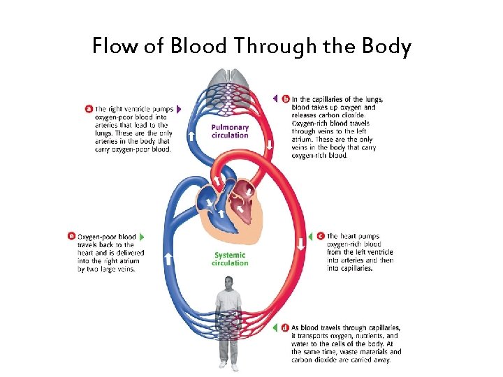 Flow of Blood Through the Body Flow of Blood Through the Body