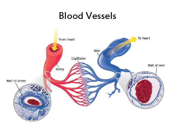 Blood Vessels Blood Vessels