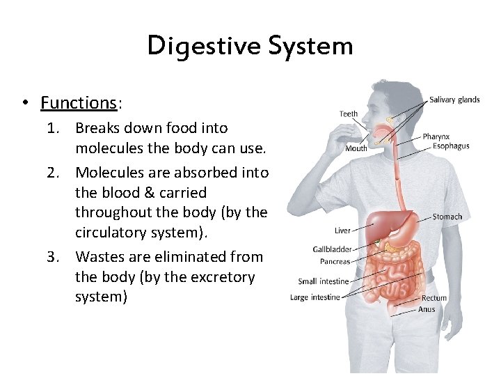 Digestive System • Functions: 1. Breaks down food into molecules the body can use. Digestive System • Functions: 1. Breaks down food into molecules the body can use.