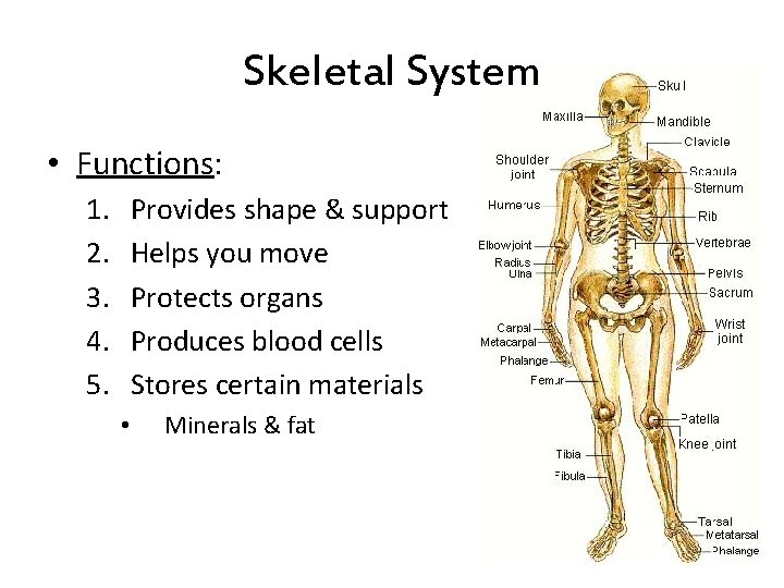 Skeletal System • Functions: 1. 2. 3. 4. 5. Provides shape & support Helps Skeletal System • Functions: 1. 2. 3. 4. 5. Provides shape & support Helps