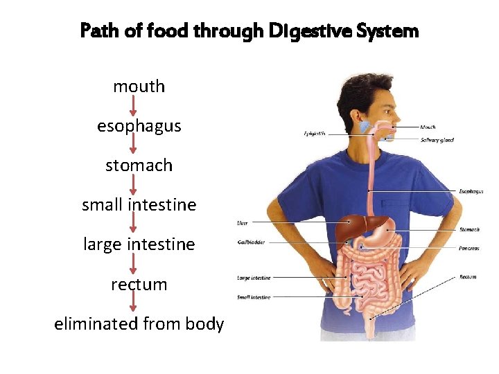 Path of food through Digestive System mouth esophagus stomach small intestine large intestine rectum Path of food through Digestive System mouth esophagus stomach small intestine large intestine rectum