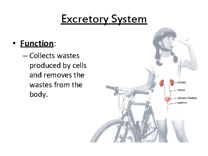 Excretory System • Function: – Collects wastes produced by cells and removes the wastes Excretory System • Function: – Collects wastes produced by cells and removes the wastes