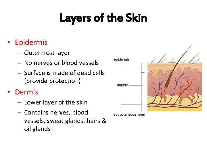 Layers of the Skin • Epidermis – Outermost layer – No nerves or blood Layers of the Skin • Epidermis – Outermost layer – No nerves or blood