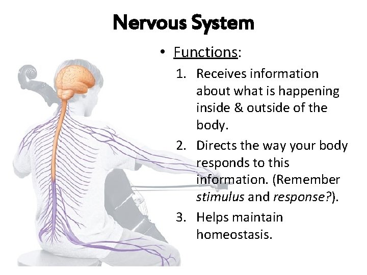 Nervous System • Functions: 1. Receives information about what is happening inside & outside Nervous System • Functions: 1. Receives information about what is happening inside & outside