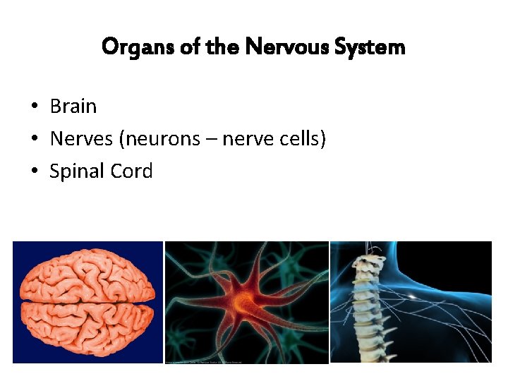 Organs of the Nervous System • Brain • Nerves (neurons – nerve cells) • Organs of the Nervous System • Brain • Nerves (neurons – nerve cells) •