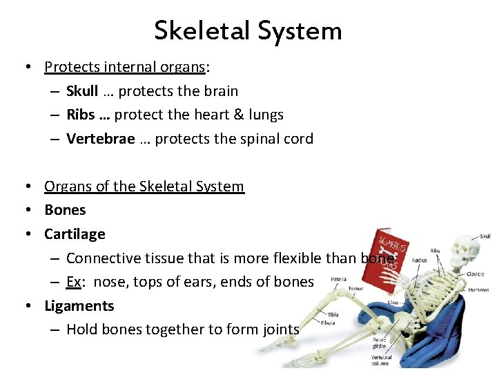 Skeletal System • Protects internal organs: – Skull … protects the brain – Ribs Skeletal System • Protects internal organs: – Skull … protects the brain – Ribs