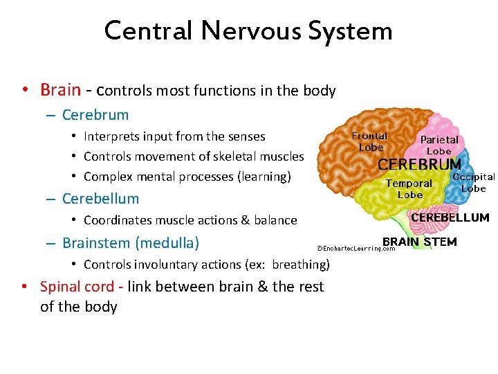 Central Nervous System • Brain - controls most functions in the body – Cerebrum Central Nervous System • Brain - controls most functions in the body – Cerebrum