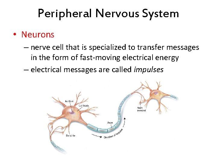 Peripheral Nervous System • Neurons – nerve cell that is specialized to transfer messages Peripheral Nervous System • Neurons – nerve cell that is specialized to transfer messages