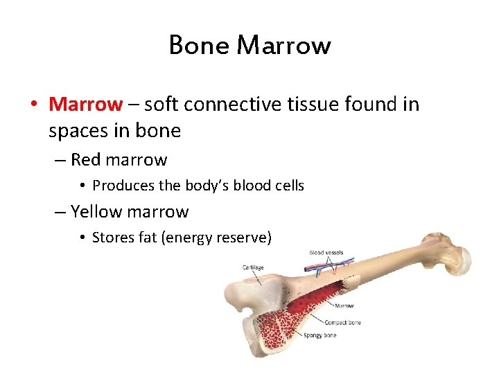 Bone Marrow • Marrow – soft connective tissue found in spaces in bone – Bone Marrow • Marrow – soft connective tissue found in spaces in bone –