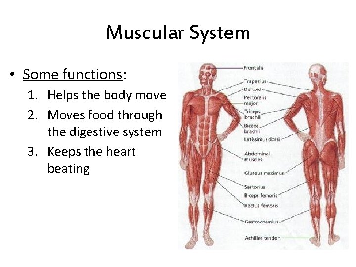 Muscular System • Some functions: 1. Helps the body move 2. Moves food through Muscular System • Some functions: 1. Helps the body move 2. Moves food through