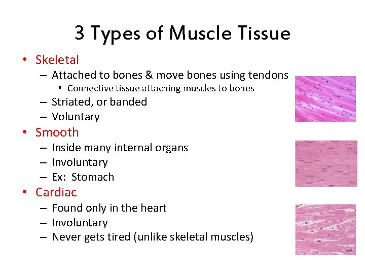 3 Types of Muscle Tissue • Skeletal – Attached to bones & move bones 3 Types of Muscle Tissue • Skeletal – Attached to bones & move bones