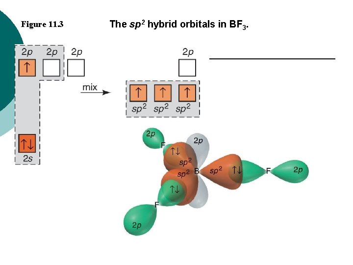 Figure 11. 3 The sp 2 hybrid orbitals in BF 3. 