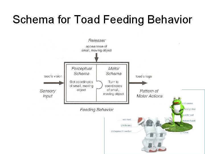 Schema for Toad Feeding Behavior Schema for Toad Feeding Behavior