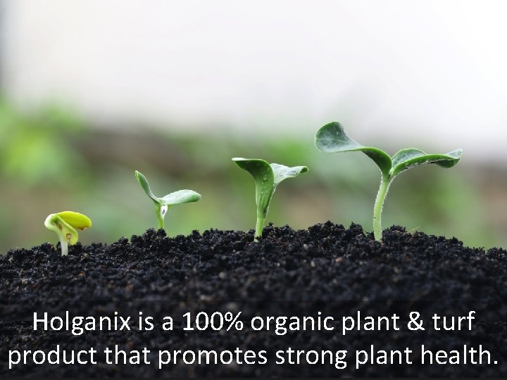 Holganix is a 100% organic plant & turf product that promotes strong plant health. Holganix is a 100% organic plant & turf product that promotes strong plant health.