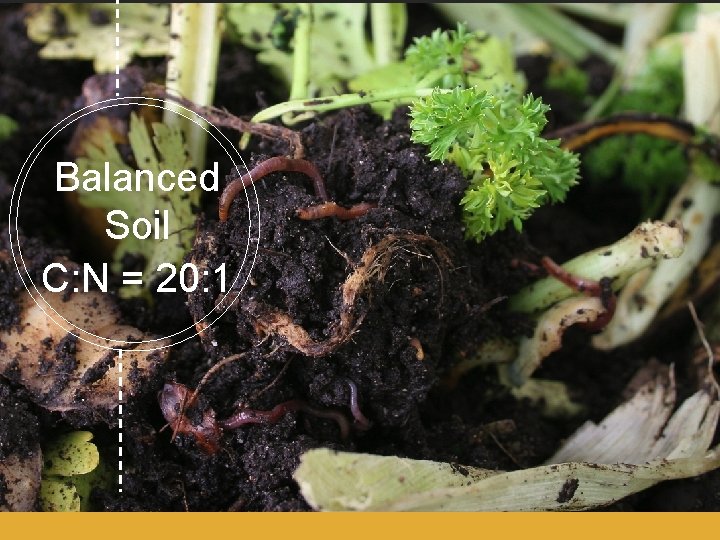 Balanced Soil C: N = 20: 1 Balanced Soil C: N = 20: 1