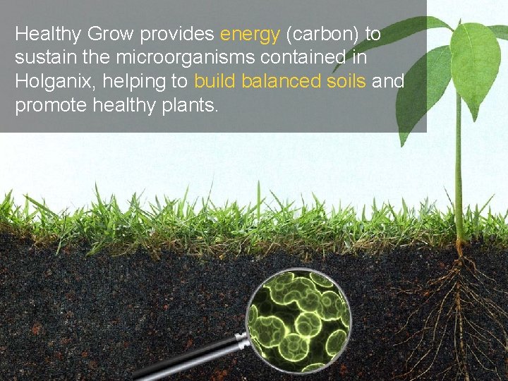 Healthy Grow provides energy (carbon) to sustain the microorganisms contained in Holganix, helping to Healthy Grow provides energy (carbon) to sustain the microorganisms contained in Holganix, helping to