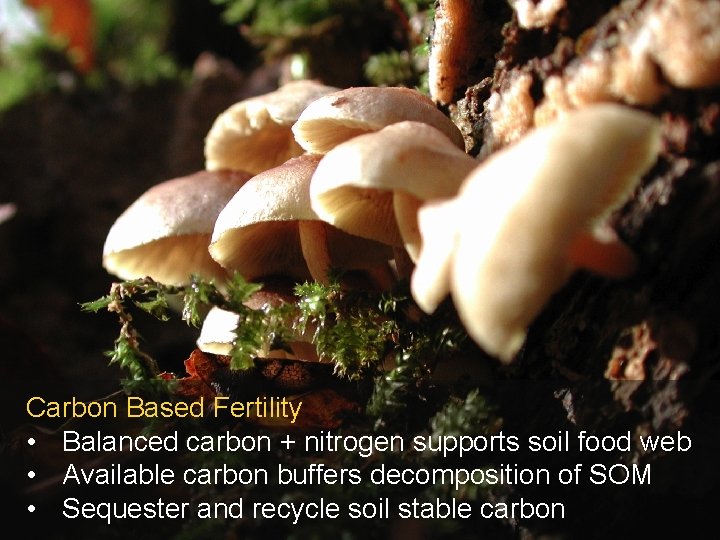 Carbon Based Fertility • Balanced carbon + nitrogen supports soil food web • Available Carbon Based Fertility • Balanced carbon + nitrogen supports soil food web • Available