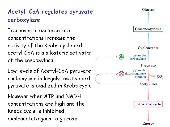 Acetyl-Co. A regulates pyruvate carboxylase Increases in oxaloacetate concentrations increase the activity of the