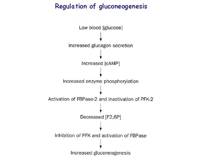 Regulation of gluconeogenesis 