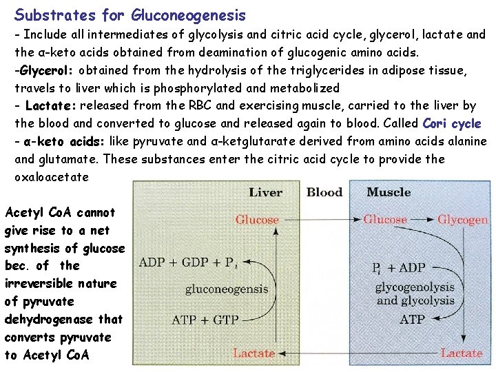 Substrates for Gluconeogenesis - Include all intermediates of glycolysis and citric acid cycle, glycerol,