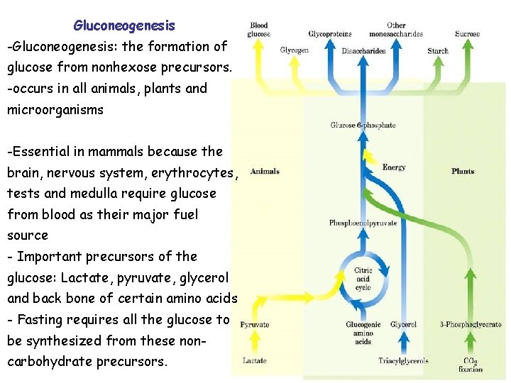 Gluconeogenesis -Gluconeogenesis: the formation of glucose from nonhexose precursors. -occurs in all animals, plants