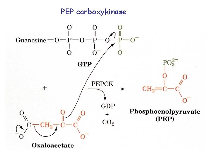 PEP carboxykinase 