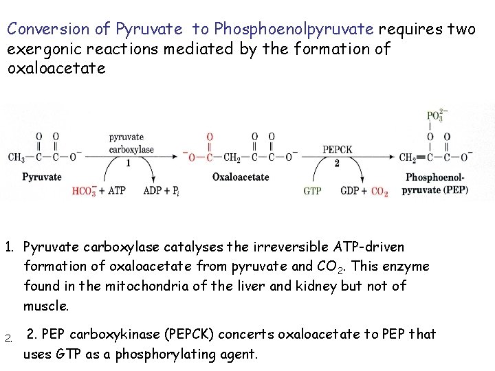 Conversion of Pyruvate to Phosphoenolpyruvate requires two exergonic reactions mediated by the formation of